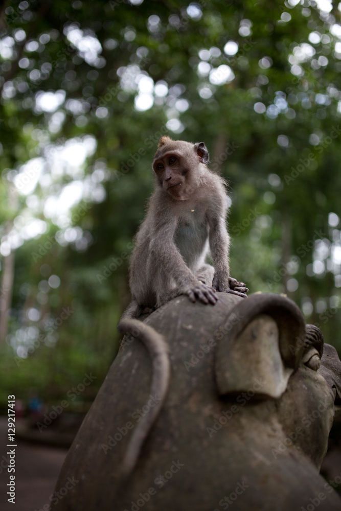 young monkey with funny haircut sitts on a temple statue and looks down