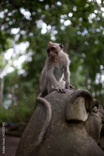 young monkey with funny haircut sitts on a temple statue and looks down