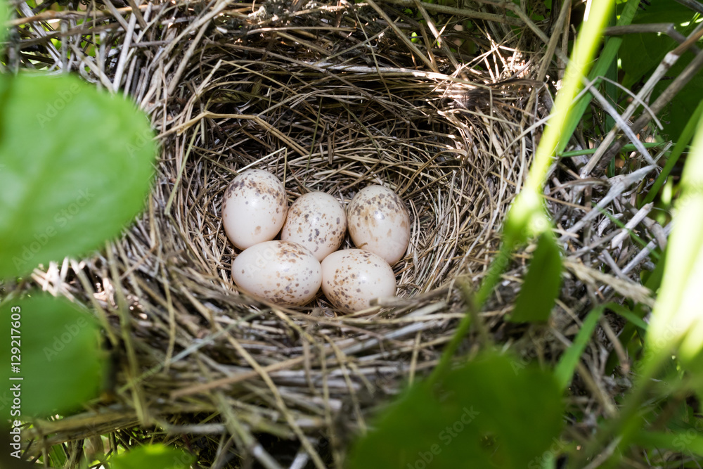 Lanius collurio. The nest of the Common Shrike in nature. Lanius collurio. The nest of the Common Shrike in nature.