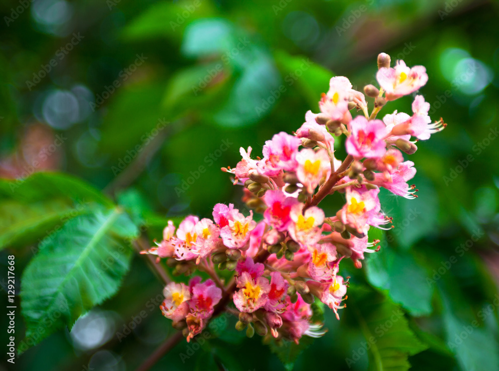 Bunch of pink flowers of the horse-chestnut tree Bunch of pink flowers of the horse-chestnut tree