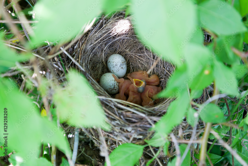 Lanius collurio. The nest of the Common Shrike in nature. Lanius collurio. The nest of the Common Shrike in nature.