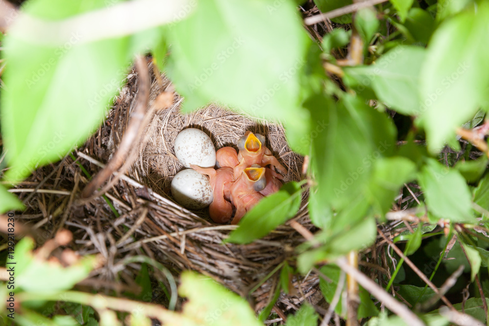 Lanius collurio. The nest of the Common Shrike in nature. Lanius collurio. The nest of the Common Shrike in nature.