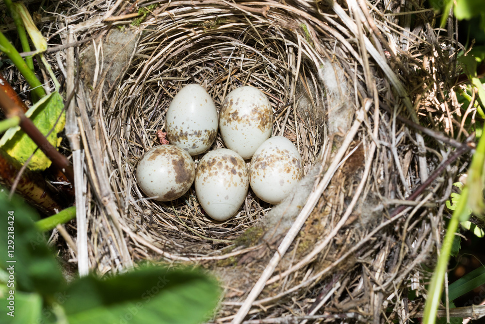 Lanius collurio. The nest of the Common Shrike in nature. Lanius collurio. The nest of the Common Shrike in nature.