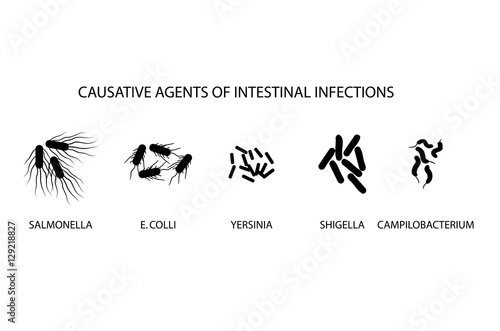 CAUSATIVE AGENTS OF ACUTE INTESTINAL INFECTIONSCAUSATIVE AGENTS photo