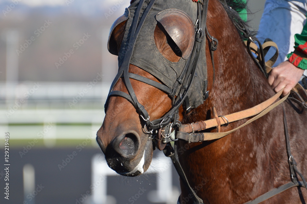 Obraz premium cheval de courses