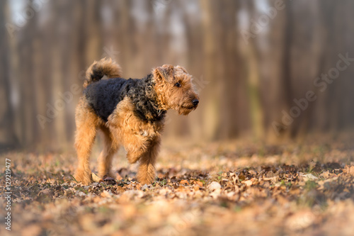 Airedale Terrier in the forest