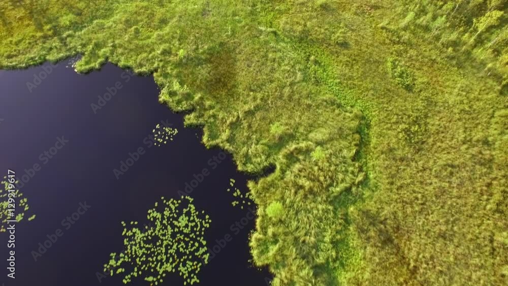 Winding peat shores of a bog lake with water lily leaves floating, aerial shot Winding peat shores of a bog lake with water lily leaves floating, aerial shot