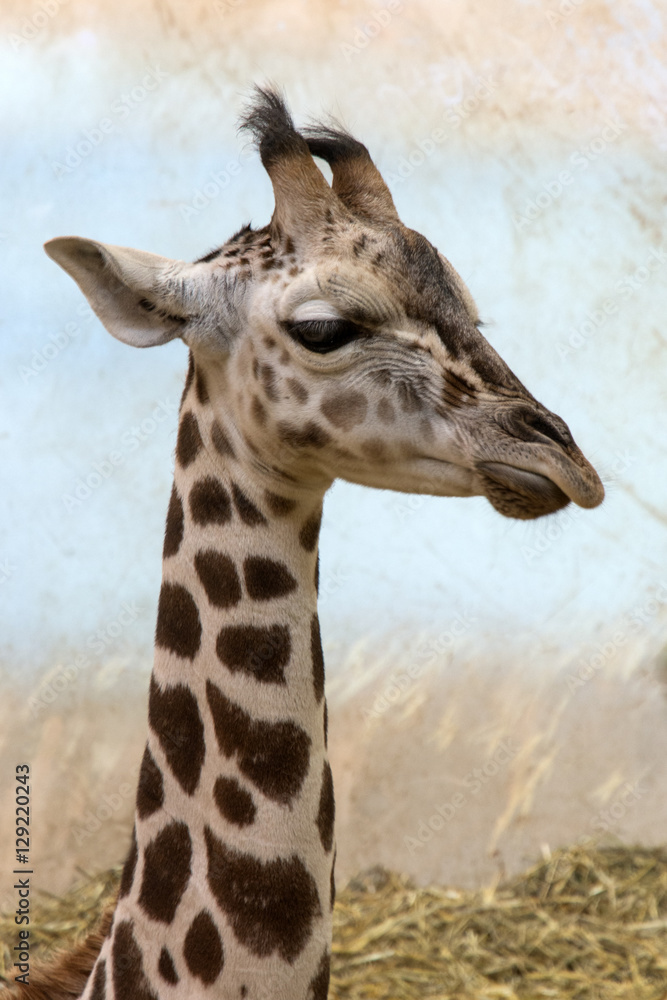Portrait of a young giraffe with annoyed expression Portrait of a young giraffe with annoyed expression