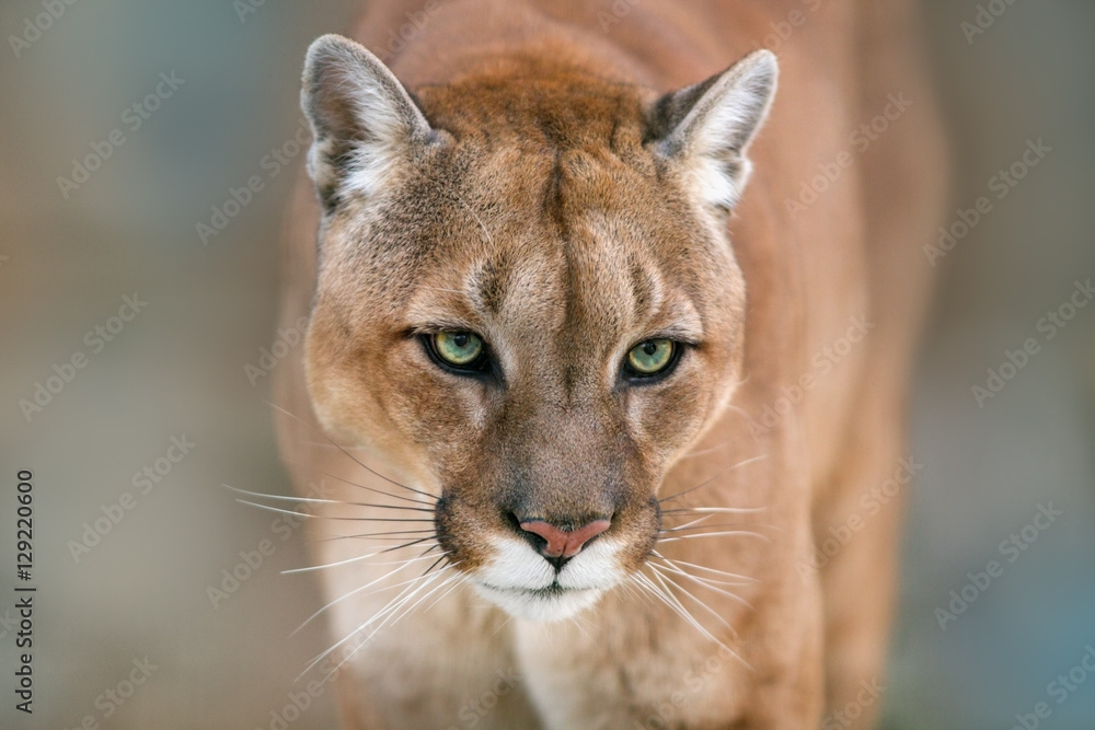 Fotografering, Billede Puma, cougar portrait on light background på  Europosters.dk