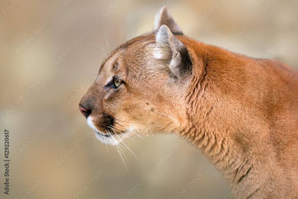 Head and shoulder picture of puma against a light background foto de Stock  | Adobe Stock