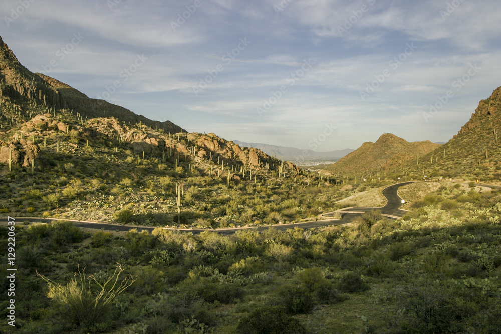 Lonely road in Saguaro National Park