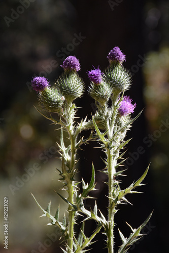 Thistle group