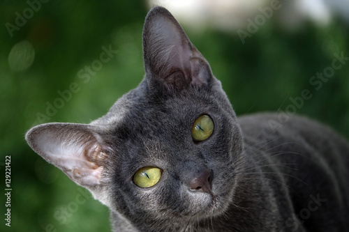 Un Korat, chat de race thaïlandaise photo