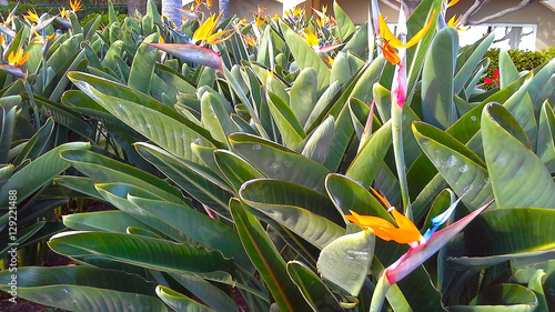 Fotografija Strelitzia Reginae flower  (bird of paradise flower)
