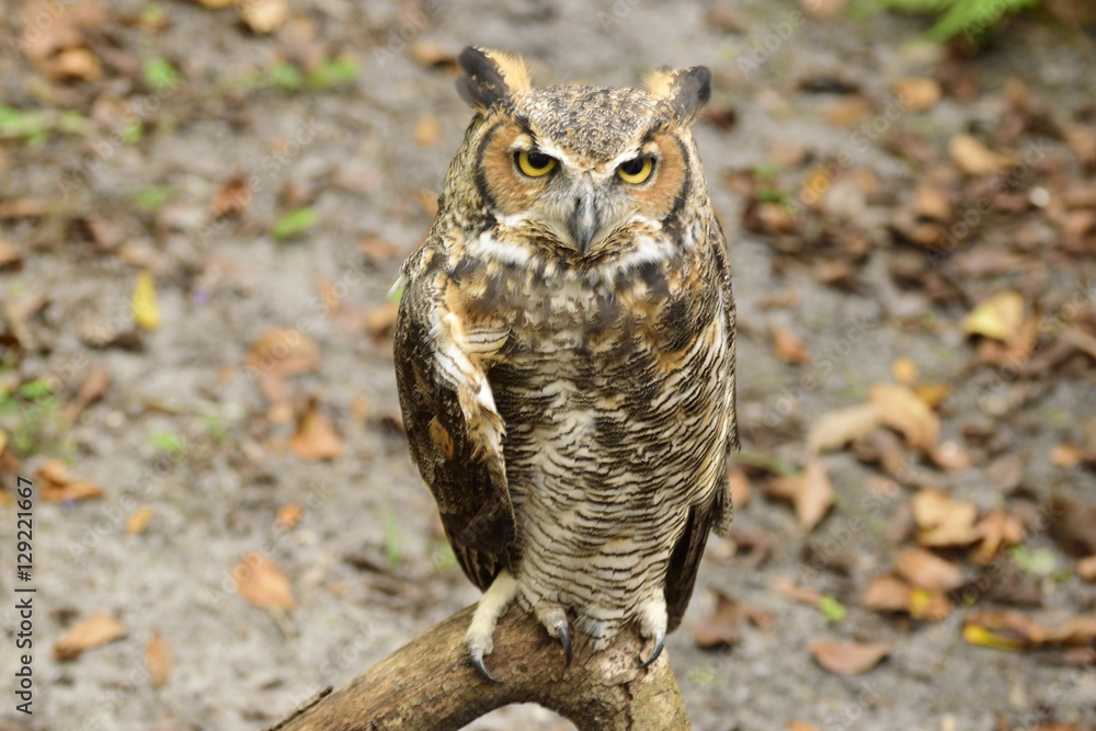Great horned owl resting on a branch.
Great horned owl resting on a branch.