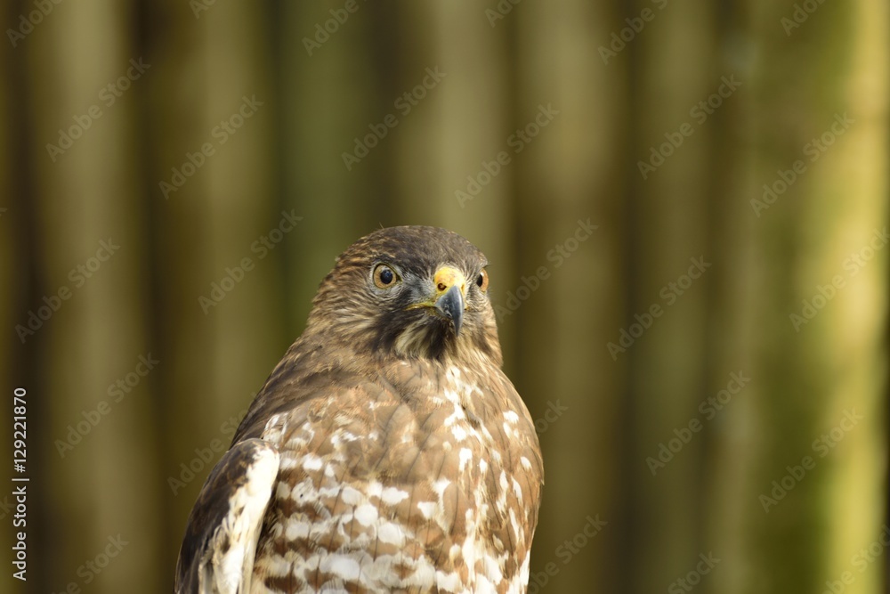 Beautiful American Red tailed hawk looking curious. Beautiful American Red tailed hawk looking curious.