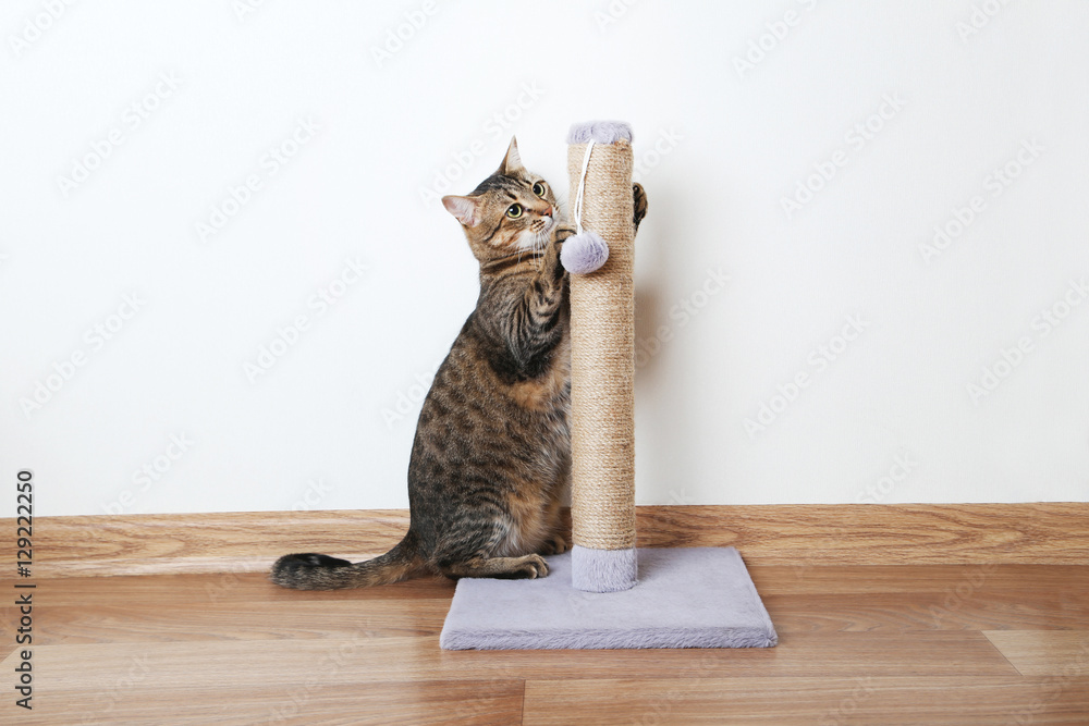 Obraz premium Beautiful cat with the scratching post