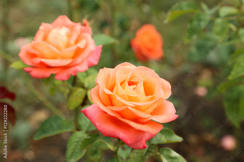 Beautiful roses in the garden Beautiful roses in the garden