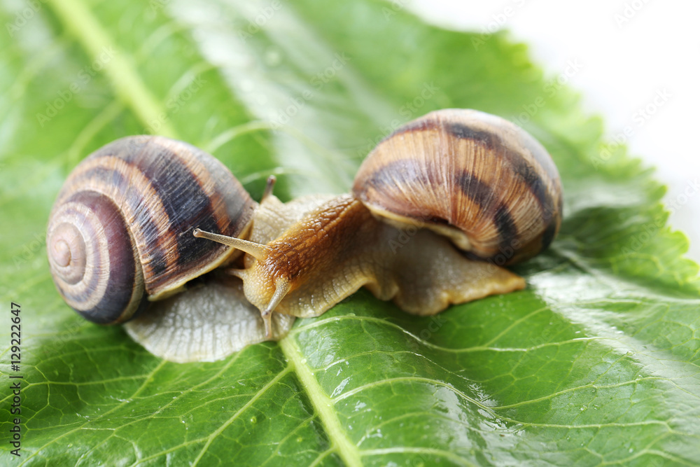 Brown snails on green leaf, close up Brown snails on green leaf, close up