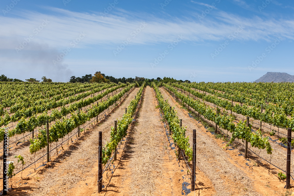 South African vineyard 