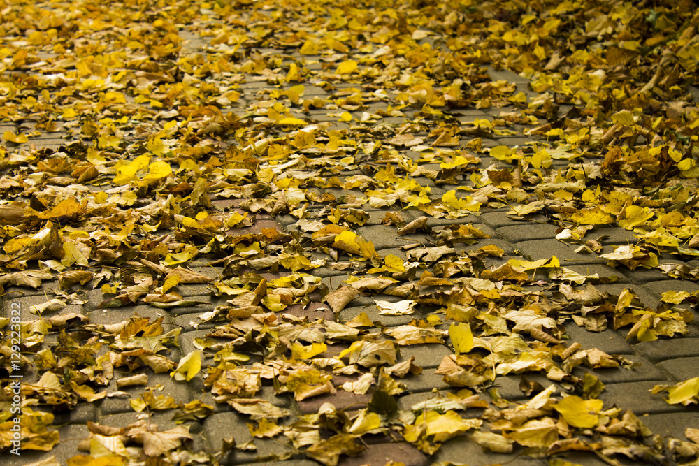 Yellow leaves on a path Autumn