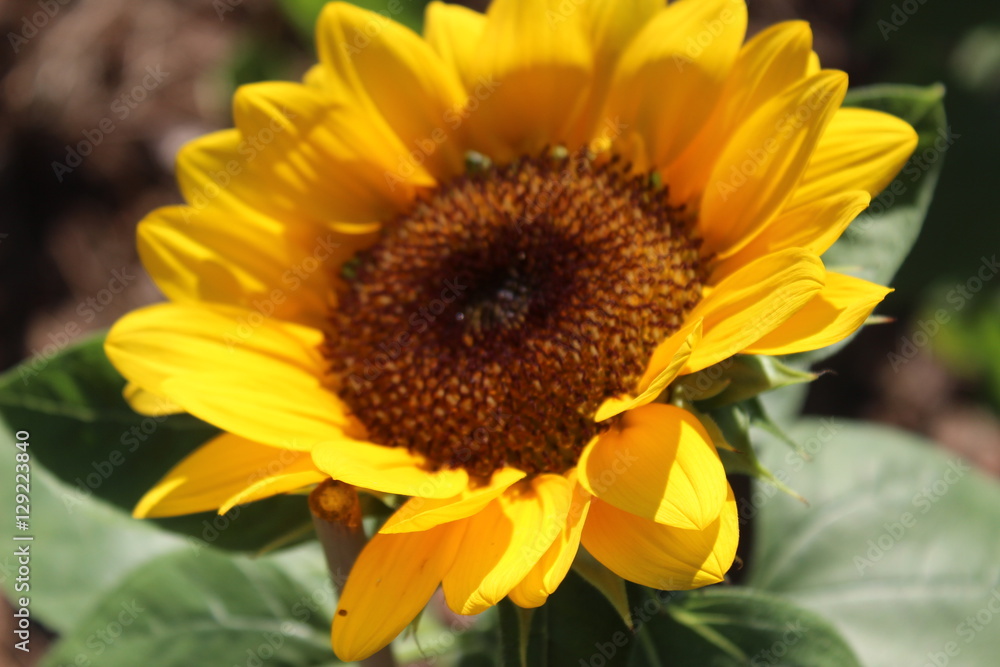 flower flower