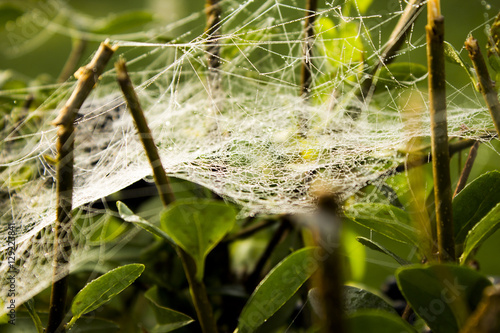 Cobweb on plant