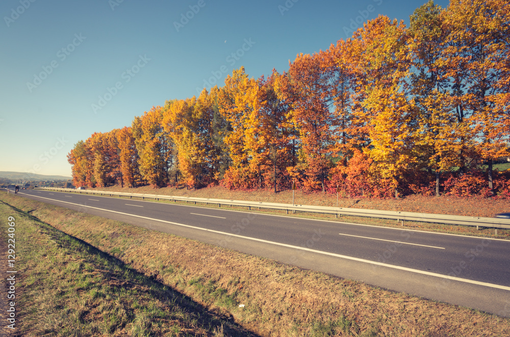 Naklejka premium Asphalt road with row of colorful trees