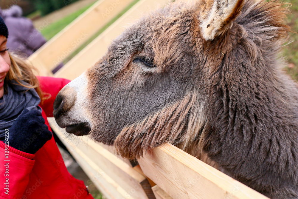 Fototapeta premium donkeys