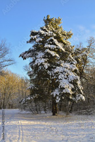 Wallpaper Mural Зимний лес Torontodigital.ca