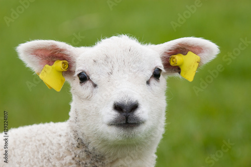 Portrait of a lamb. Close up of a lamb during Spring, somewhere in The Netherlands.