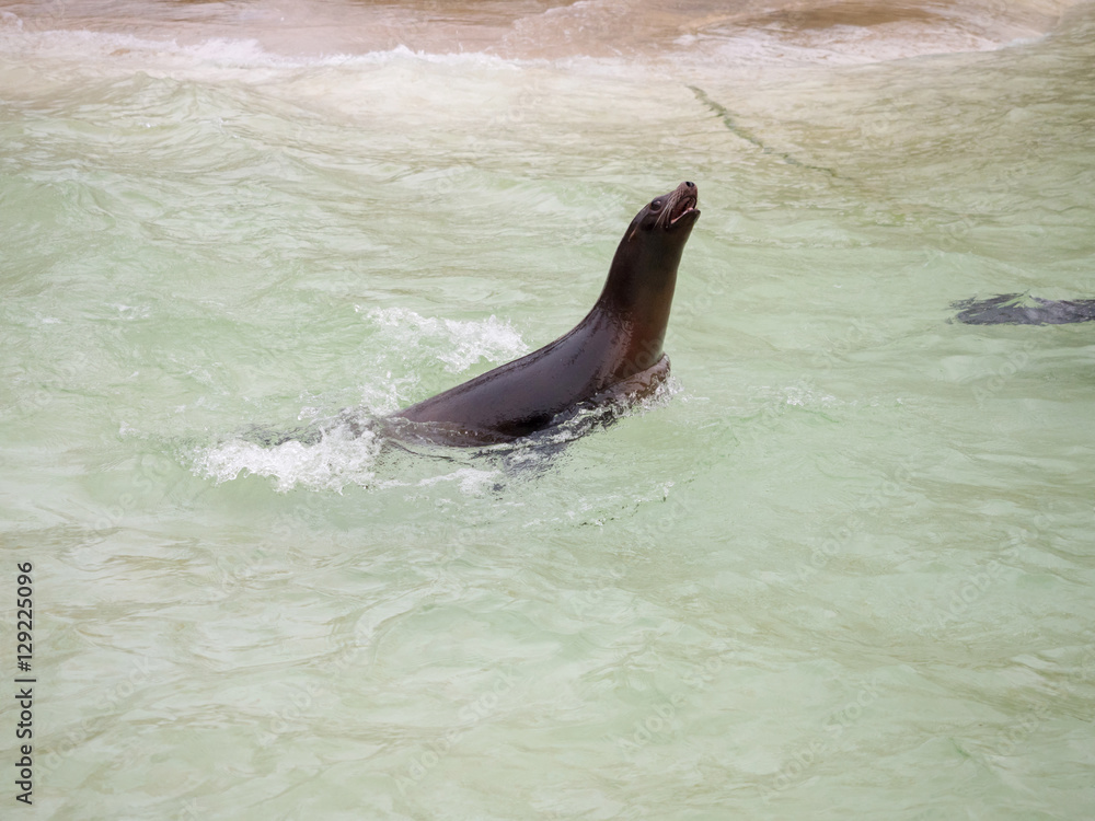 Fototapeta premium Seals swiming in the freezing big pool of zoo in Berlin