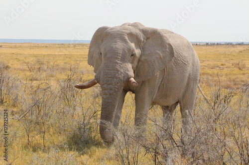 Elefant Etosha NP