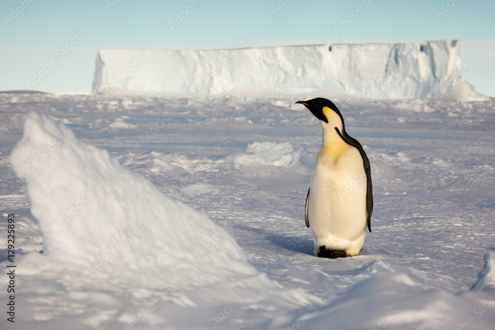 Fototapeta premium Emperor penguin on the watch