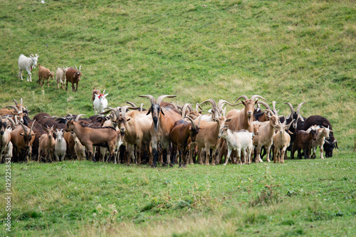 Large herd of goats and sheep on the green grass