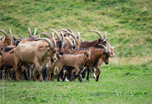 Large herd of goats and sheep on the green grass