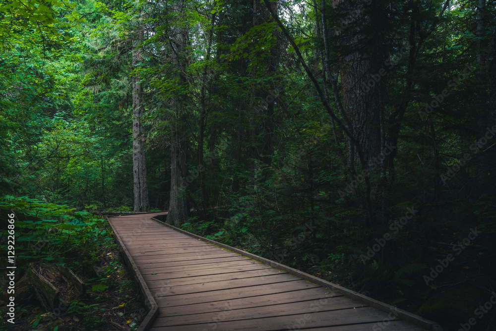 Obraz premium Trail of the Cedars. Glacier National Park, Montana, USA.