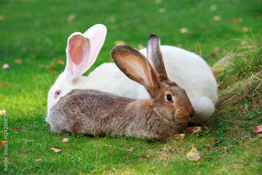 Obraz premium two rabbits on a green