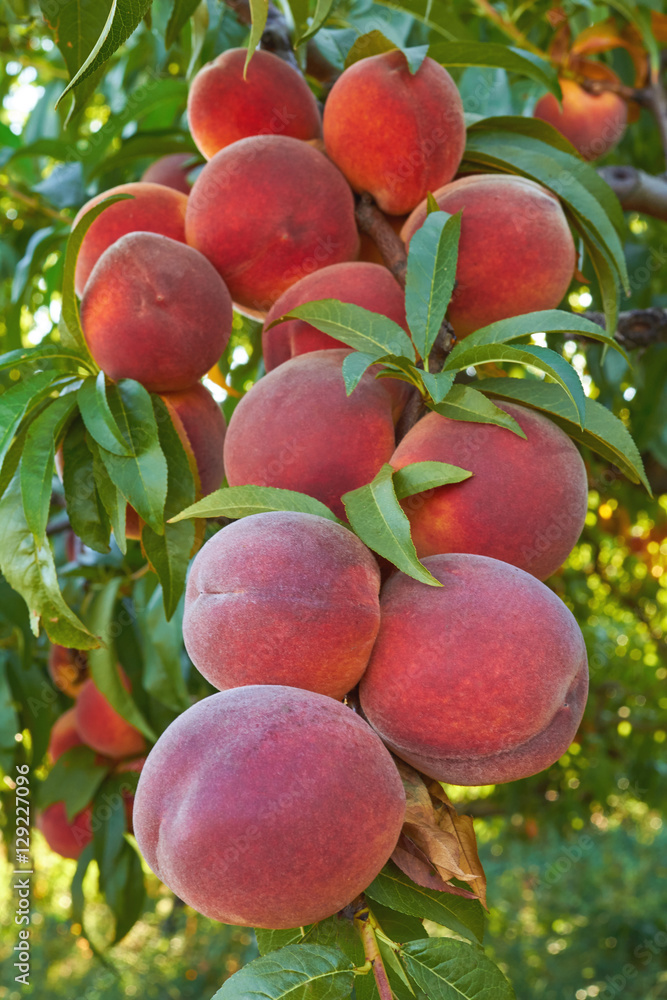 peaches on tree peaches on tree