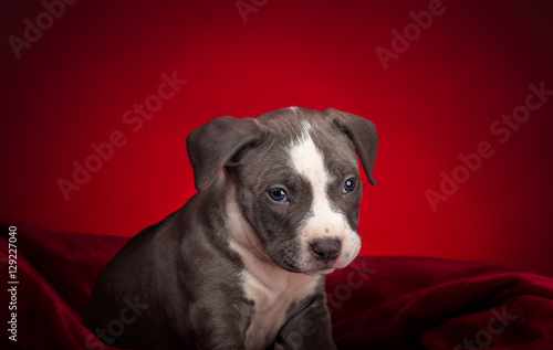 American Pitbull Puppy