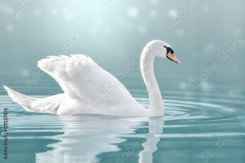 Höckerschwan auf dem See, Cygnus olor