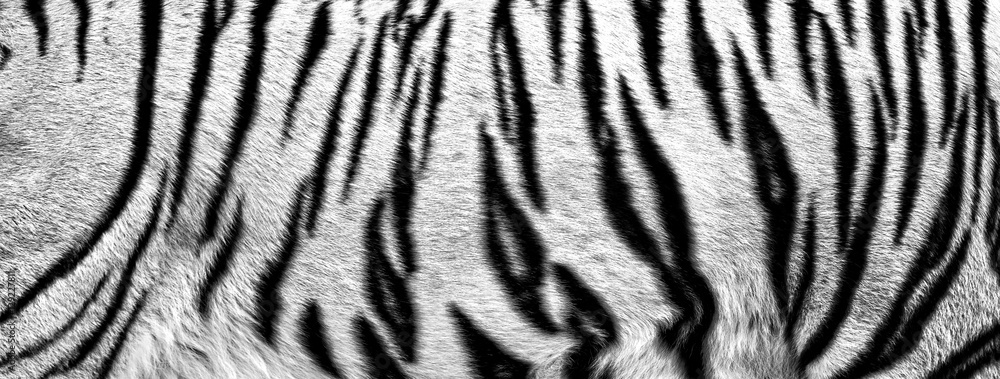 Naklejka premium futro z białego tygrysa