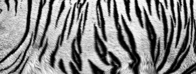 Fotobehang Tijger Vacht van witte tijger  © Baranov