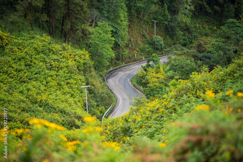 Road in the flower field.