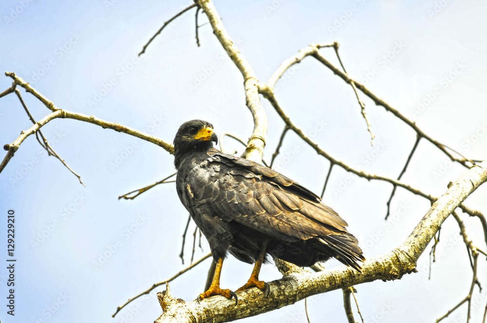 Common Black Hawk (Buteogallus anthracinus) Common Black Hawk (Buteogallus anthracinus)