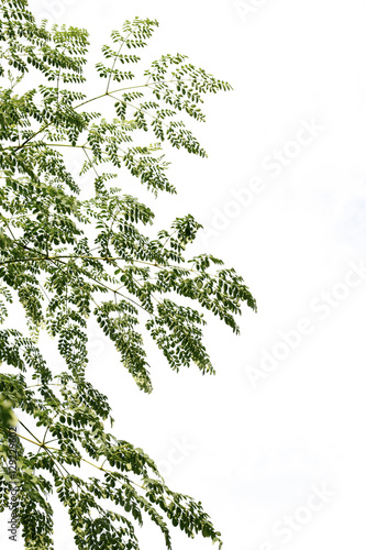 group of green leaf and sky,cloud and blue sky,green leaf from garden,green leaf make oxygen,copy space.