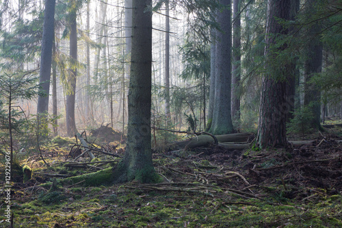 Coniferous stand of Bialowieza Forest in morning