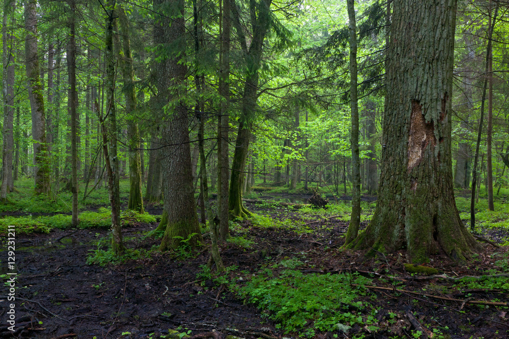 Springtime sunrise in wet deciduous stand Springtime sunrise in wet deciduous stand