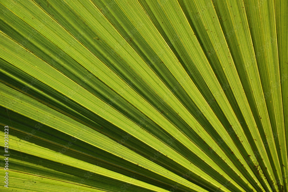 Obraz premium Lines and textures of Green Palm leaves