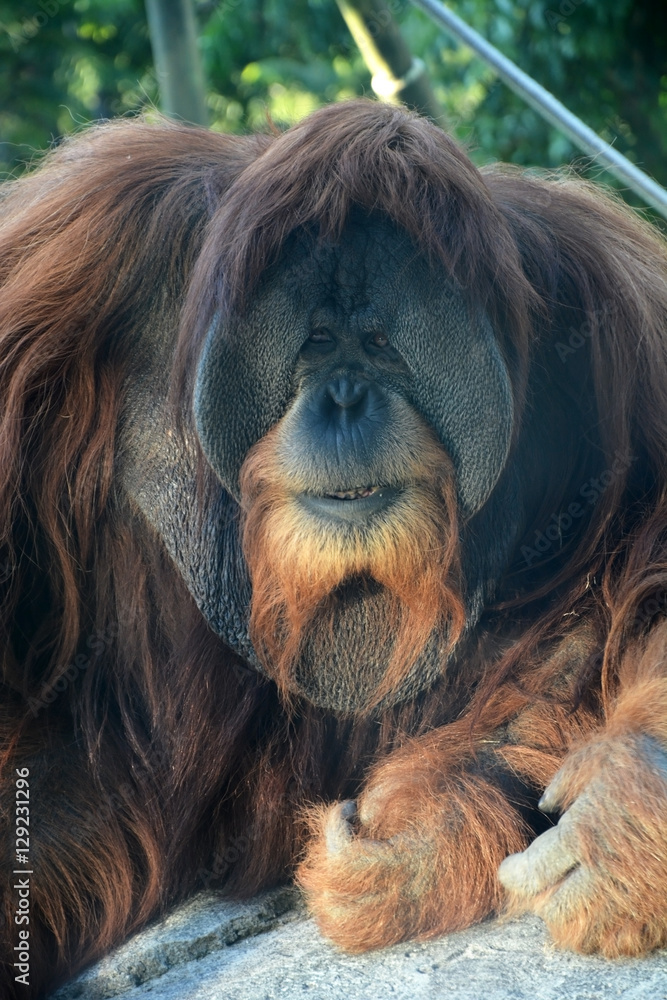 Obraz premium Huge male orangutan monkey. Closeup view